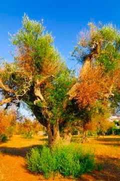 Ancient olive trees of Salento, Apulia, southern Italy Foto stock