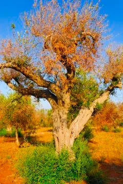 Ancient olive trees of Salento, Apulia, southern Italy Stock Photos