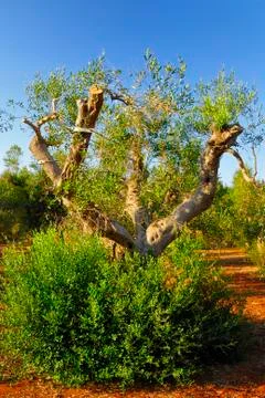 Ancient olive trees of Salento, Apulia, southern Italy Stock Photos