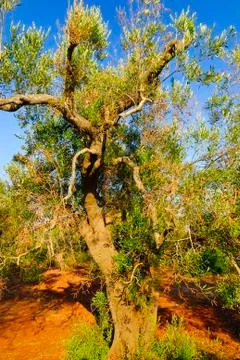 Ancient olive trees of Salento, Apulia, southern Italy Stock Photos