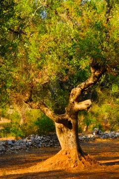 Ancient olive trees of Salento, Apulia, southern Italy Stock Photos