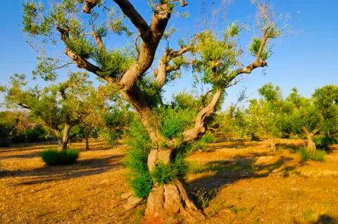 Ancient olive trees of Salento, Apulia, southern Italy Foto stock