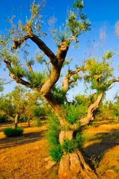 Ancient olive trees of Salento, Apulia, southern Italy Stock Photos