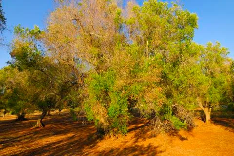 Ancient olive trees of Salento, Apulia, southern Italy Stock Photos