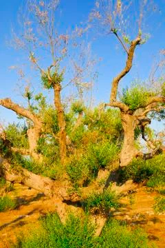 Ancient olive trees of Salento, Apulia, southern Italy Stock Photos