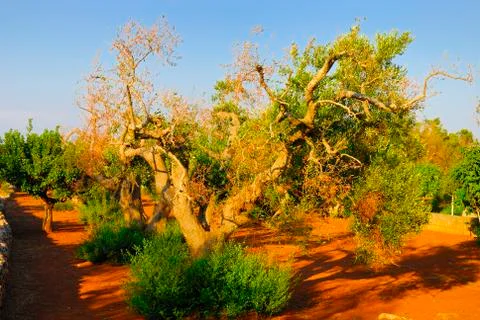 Ancient olive trees of Salento, Apulia, southern Italy Stock Photos