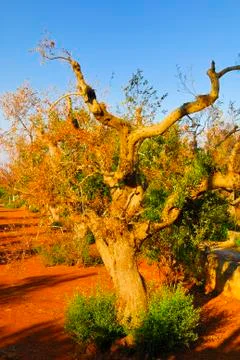 Ancient olive trees of Salento, Apulia, southern Italy Stock Photos