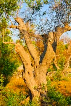 Ancient olive trees of Salento, Apulia, southern Italy Foto stock