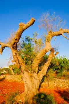 Ancient olive trees of Salento, Apulia, southern Italy Stock Photos