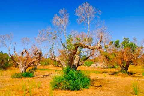Ancient olive trees of Salento, Apulia, southern Italy Stock Photos