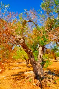 Ancient olive trees of Salento, Apulia, southern Italy Stock Photos