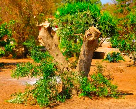 Ancient olive trees of Salento, Apulia, southern Italy Stock Photos