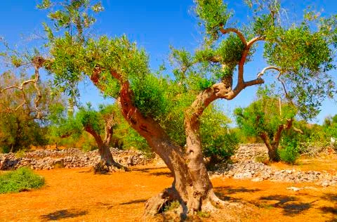 Ancient olive trees of Salento, Apulia, southern Italy Foto stock