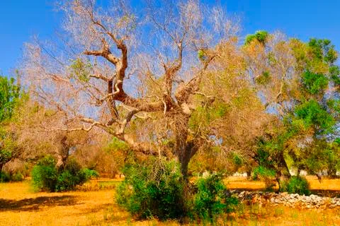 Ancient olive trees of Salento, Apulia, southern Italy Stock Photos