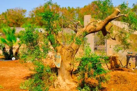 Ancient olive trees of Salento, Apulia, southern Italy Stock Photos
