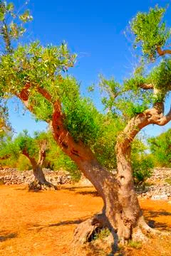 Ancient olive trees of Salento, Apulia, southern Italy Stock Photos