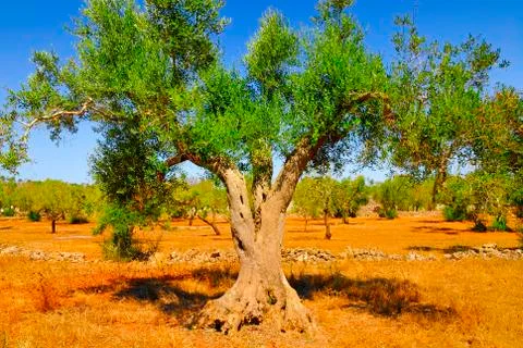 Ancient olive trees of Salento, Apulia, southern Italy Stock Photos