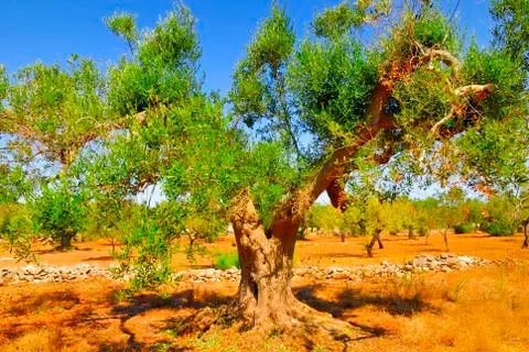 Ancient olive trees of Salento, Apulia, southern Italy Stock Photos
