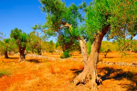 Ancient olive trees of Salento, Apulia, southern Italy Stock Photos