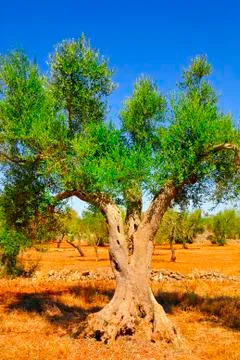 Ancient olive trees of Salento, Apulia, southern Italy Stock Photos