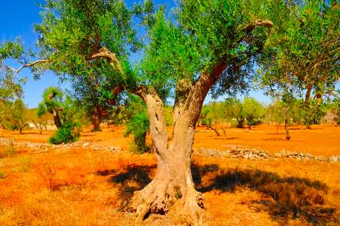 Ancient olive trees of Salento, Apulia, southern Italy Foto stock
