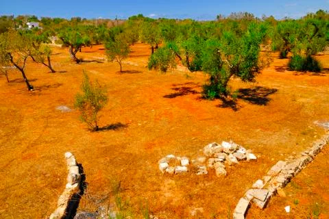 Ancient olive trees of Salento, Apulia, southern Italy Stock Photos