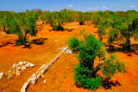 Ancient olive trees of Salento, Apulia, southern Italy Stock Photos