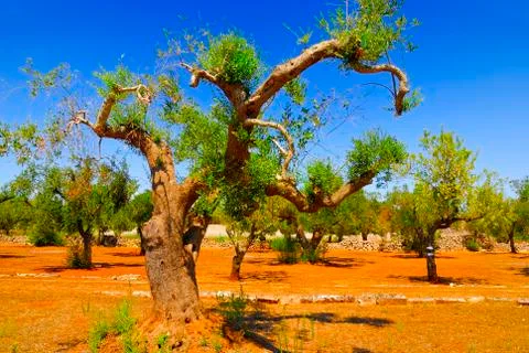 Ancient olive trees of Salento, Apulia, southern Italy Stock Photos