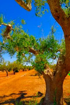 Ancient olive trees of Salento, Apulia, southern Italy Stock Photos
