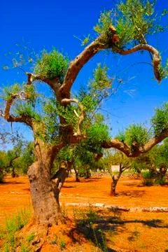 Ancient olive trees of Salento, Apulia, southern Italy Stock Photos