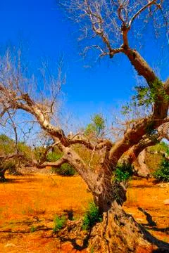 Ancient olive trees of Salento, Apulia, southern Italy Stock Photos