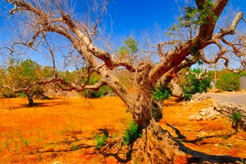 Ancient olive trees of Salento, Apulia, southern Italy Stock Photos
