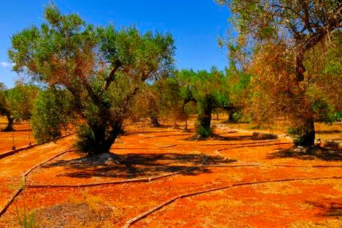 Ancient olive trees of Salento, Apulia, southern Italy Stock Photos