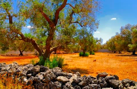 Ancient olive trees of Salento, Apulia, southern Italy Stock Photos