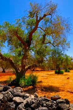 Ancient olive trees of Salento, Apulia, southern Italy Stock Photos