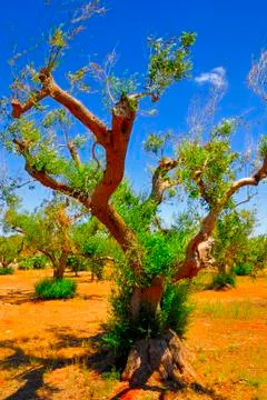 Ancient olive trees of Salento, Apulia, southern Italy Stock Photos