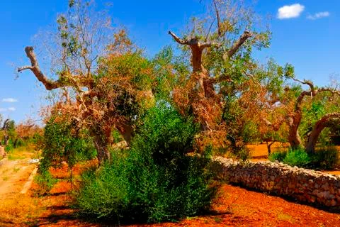 Ancient olive trees of Salento, Apulia, southern Italy Foto stock