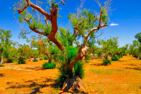 Ancient olive trees of Salento, Apulia, southern Italy Stock Photos