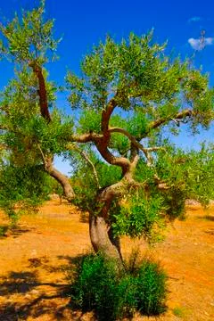 Ancient olive trees of Salento, Apulia, southern Italy Foto stock