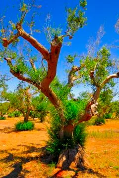 Ancient olive trees of Salento, Apulia, southern Italy Stock Photos