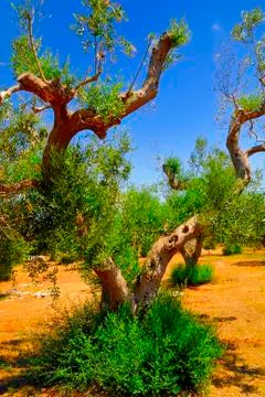 Ancient olive trees of Salento, Apulia, southern Italy Stock Photos