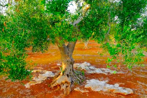 Ancient olive trees of Salento, Apulia, southern Italy Stock Photos