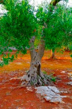 Ancient olive trees of Salento, Apulia, southern Italy Stock Photos