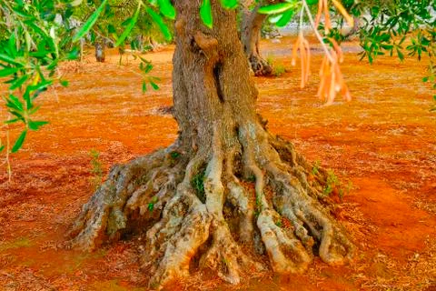 Ancient olive trees of Salento, Apulia, southern Italy Stock Photos