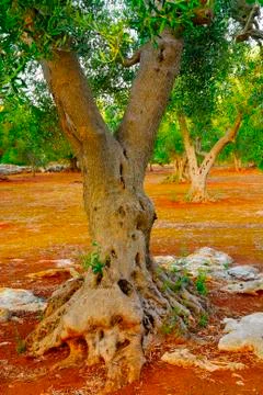 Ancient olive trees of Salento, Apulia, southern Italy Stock Photos