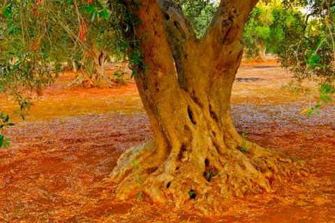 Ancient olive trees of Salento, Apulia, southern Italy Stock Photos