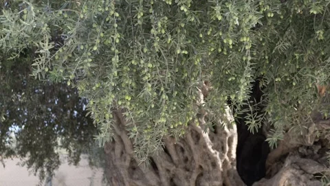 Ancient olive trunk surrounded by lush olive branches under warm light. Perfect Stock Footage 321817577