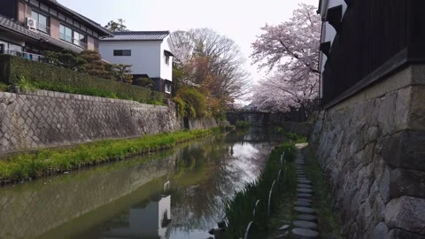 Ancient Omihachiman Moat in full Spring Sakura bloom Vídeo Stock 132018784