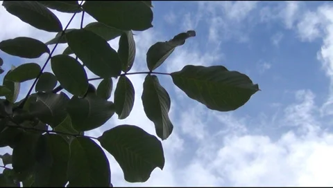 Ancient Orthodox churches Stock Footage 30945242