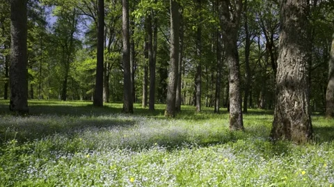 Ancient park with green grass and blue flowers in spring Stock Footage 335618971